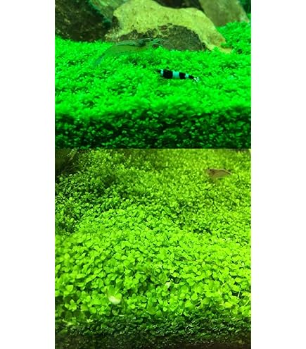 ラフォ　キューバパールグラス大量　オーストラリアンノチドメ　おまけ付き Amazon.co.jp: (水草）（水中葉）大量キューバパールグラス 直径